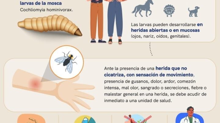Mantiene SESA vigilancia epidemiológica ante casos de miasis humana por gusano barrenador