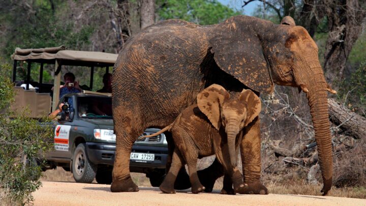 Turista fallece en India al ser aplastada por un elefante durante enfrentamiento entre animales
