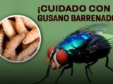Fortalece SESA vigilancia epidemiológica y atención oportuna ante casos de miasis por gusano barrenador