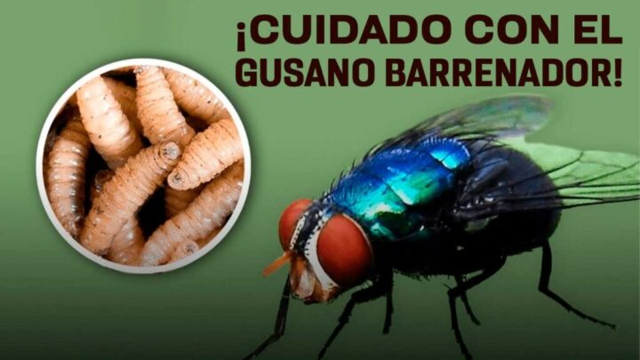 Fortalece SESA vigilancia epidemiológica y atención oportuna ante casos de miasis por gusano barrenador