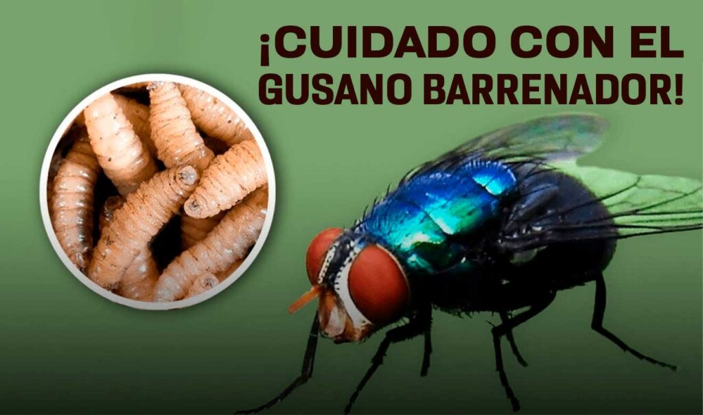 Fortalece SESA vigilancia epidemiológica y atención oportuna ante casos de miasis por gusano barrenador