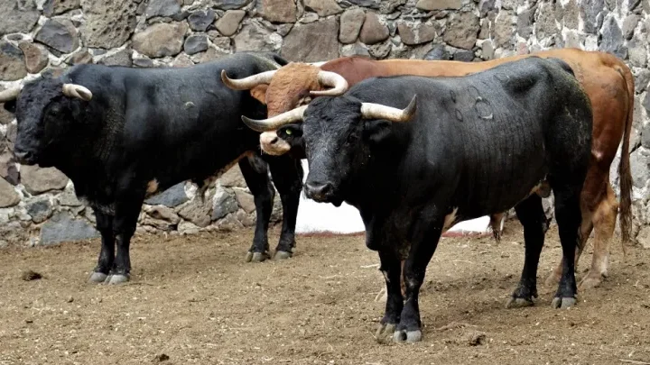 Presentan cartel para la tradicional corrida de feria en San Juan del Río