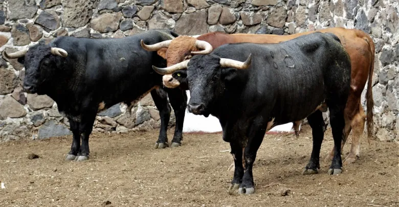 Presentan cartel para la tradicional corrida de feria en San Juan del Río