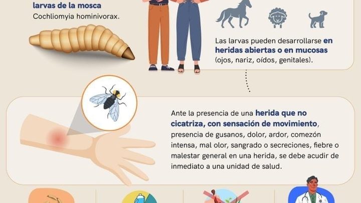 Continúa SESA vigilancia epidemiológica ante casos de miasis humana por gusano barrenador