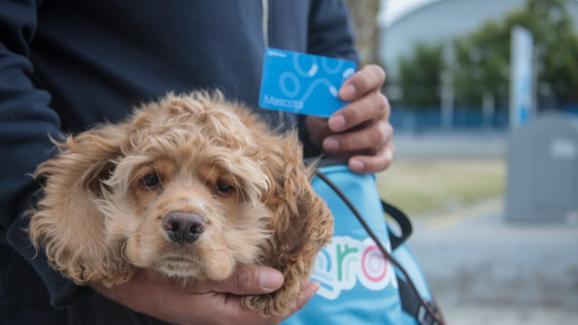 Entrega AMEQ más de 300 tarjetas Qrobus Petfriendly
