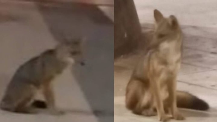 Cancún, en alerta: buscan a personas que tuvieron contacto con un zorro; esto se sabe