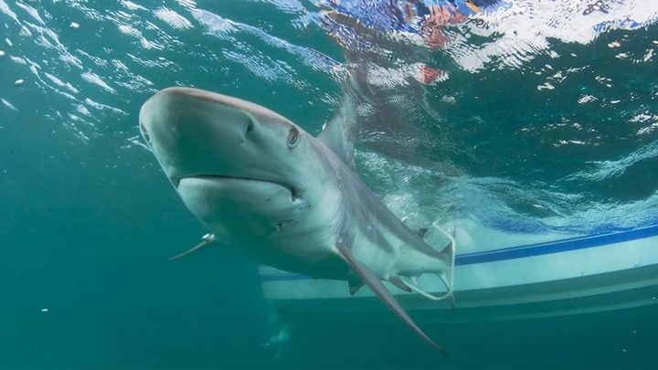 Muere una mujer atacada por un tiburón en Sudáfrica pese a dispositivo de protección