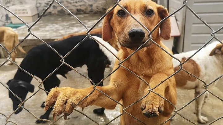 Congreso de Veracruz endurece penas por envenenamiento animal