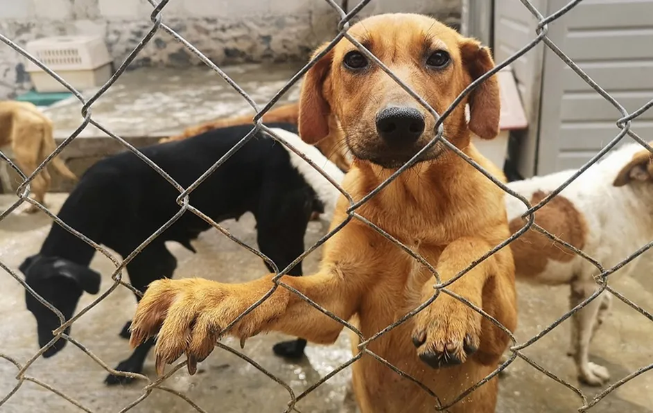 Congreso de Veracruz endurece penas por envenenamiento animal