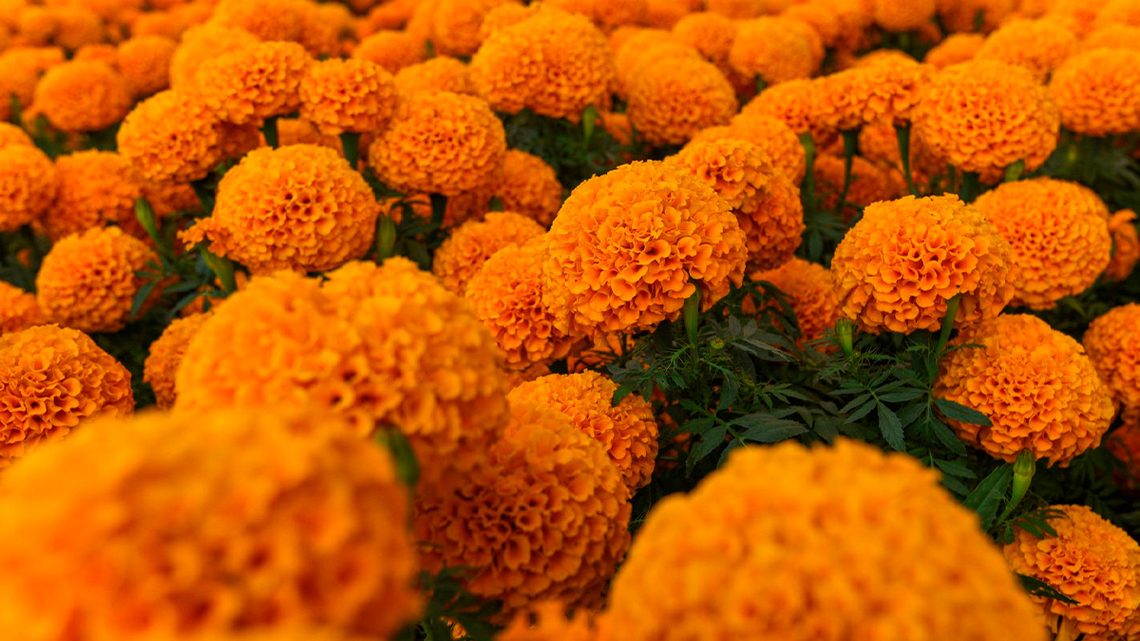 Día de Muertos 2026: ¿Cuál es el mejor lugar para comprar flores de cempasúchil?