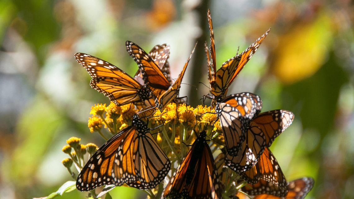 ¿Cuándo regresan las mariposas monarca a México?
