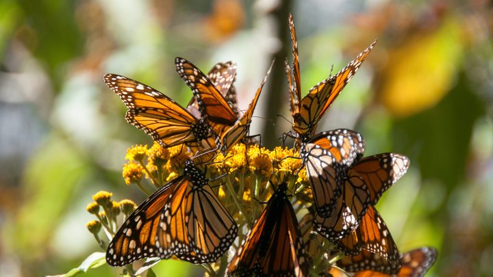 ¿Cuándo regresan las mariposas monarca a México?