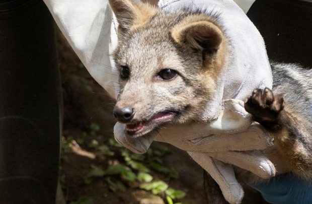 Aplican eutanasia a zorra con rabia que rasguñó a una niña en Cancún